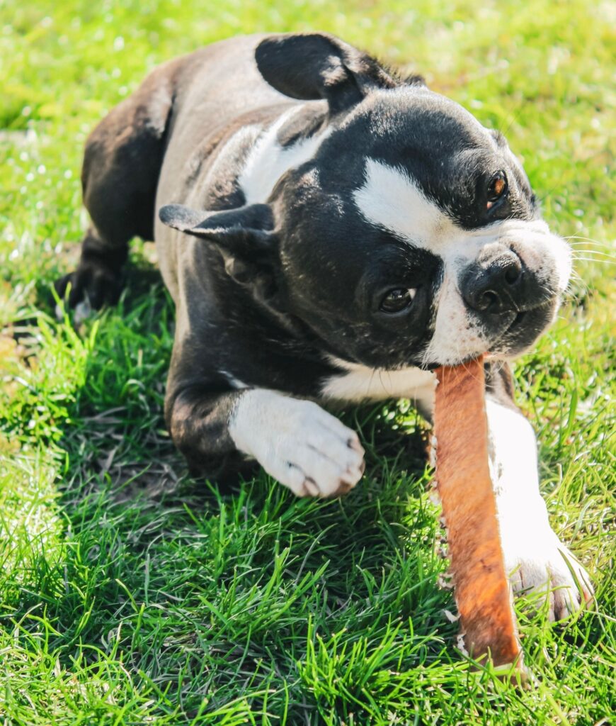 Dog chewing on rawhide by Bar 46 Farms