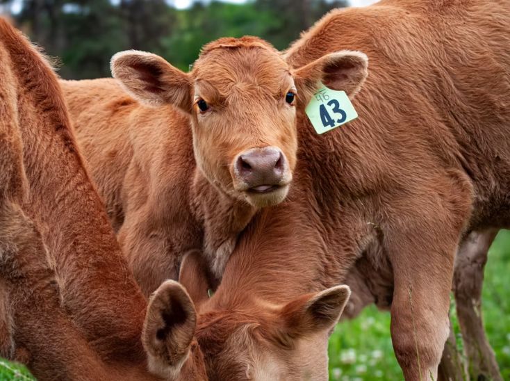 Cattle on Pasture at Bar 46 Farms
