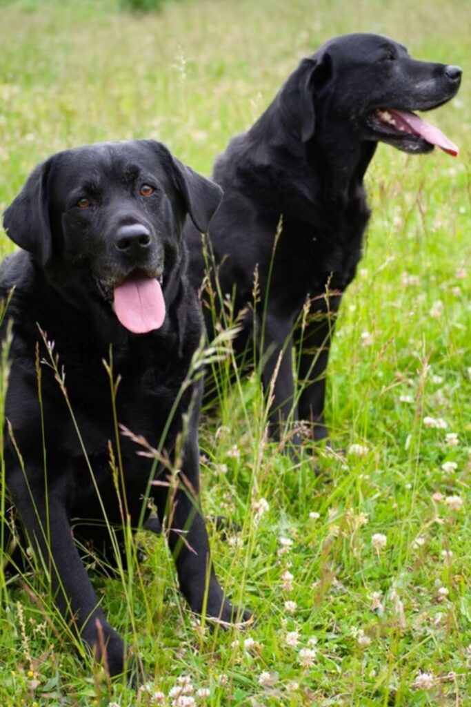 Happy dogs at Bar 46 Farms