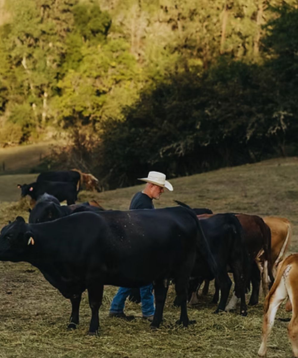 James with cattle - Bar46 Farm